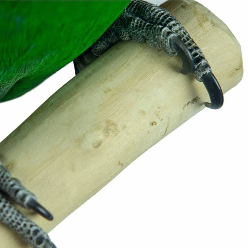 Aire De Jeux En Bois De Java Avec Socle - Large - Back Zoo Nature 3 Aire De Jeux En Bois De Java Avec Socle - Large - Back Zoo Nature – Image 3