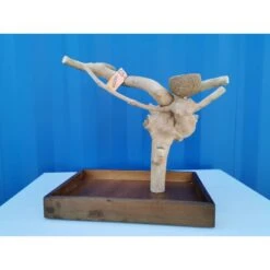 Aire De Jeux En Bois De Java Avec Socle - Small - Back Zoo Nature -Magasin De Fournitures Pour Oiseaux De Compagnie aire de jeux en bois de java avec socle small back zoo nature zf1112 back zoo nature aire de jeux en bois de java avec socle et 1 2