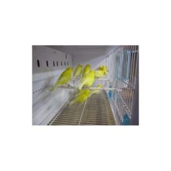 Batterie De 12 Cages 64x30x34 Modèle Champion- New Canariz 22 Batterie De 12 Cages 64x30x34 Modèle Champion- New Canariz -Magasin De Fournitures Pour Oiseaux De Compagnie batterie de 12 cages 64x30x34 modele champion new canariz 3000 new canariz livree avec un systeme de rouleaux de papier comme fo 2