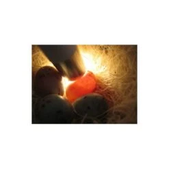 Mire Oeufs - Fauna -Magasin De Fournitures Pour Oiseaux De Compagnie mire oeufs fauna 14340 fauna birdproducts ce stylo permet de controler la fecondite des oeufs il est livre avec 2 piles 2