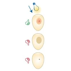 Mire Oeufs - Fauna -Magasin De Fournitures Pour Oiseaux De Compagnie mire oeufs fauna 14340 fauna birdproducts ce stylo permet de controler la fecondite des oeufs il est livre avec 2 piles 3