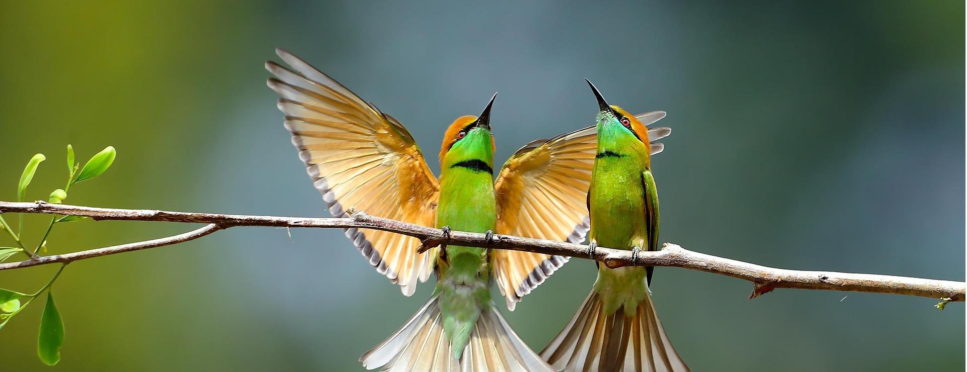 Magasin De Fournitures Pour Oiseaux De Compagnie -Magasin De Fournitures Pour Oiseaux De Compagnie birds 4551002 1920