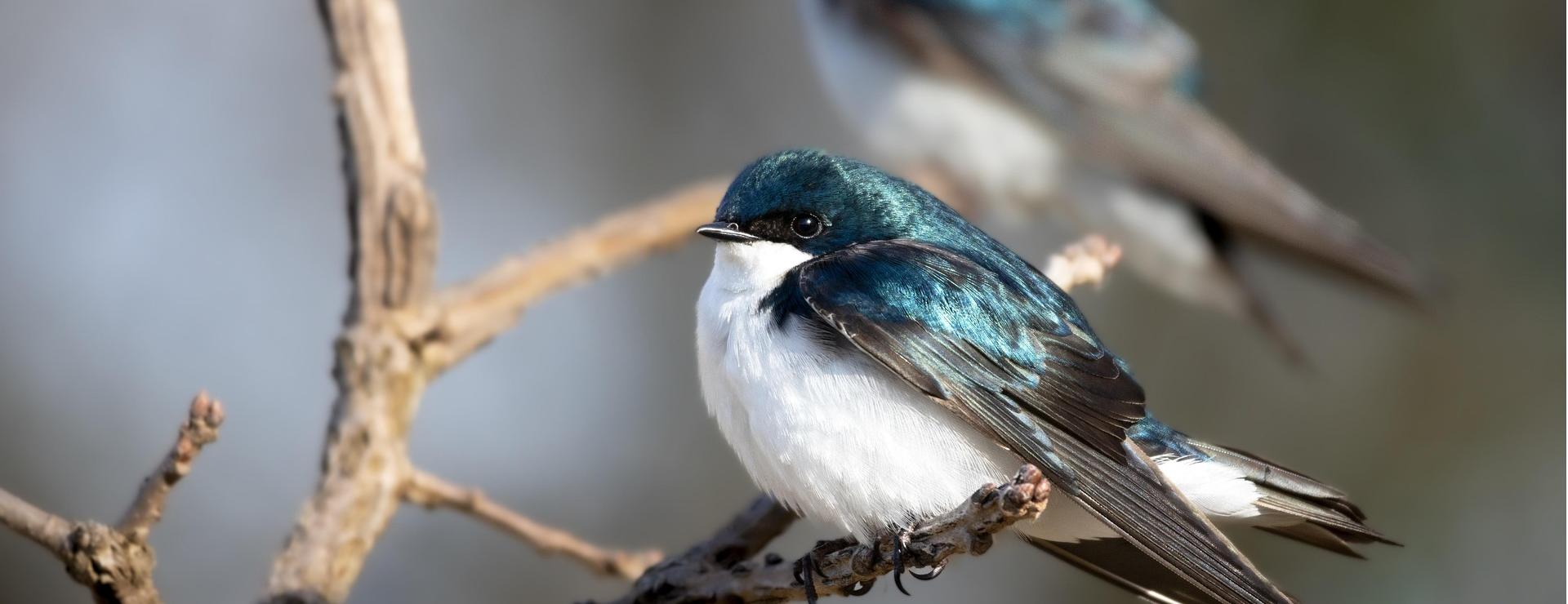 Magasin De Fournitures Pour Oiseaux De Compagnie -Magasin De Fournitures Pour Oiseaux De Compagnie tree swallows 8062157 1920